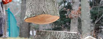 How Our Tree Care Process Works  in  Dallas Center, IA