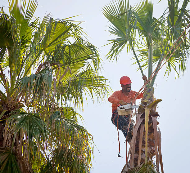 Best Tree Maintenance Programs  in Dallas Center, IA