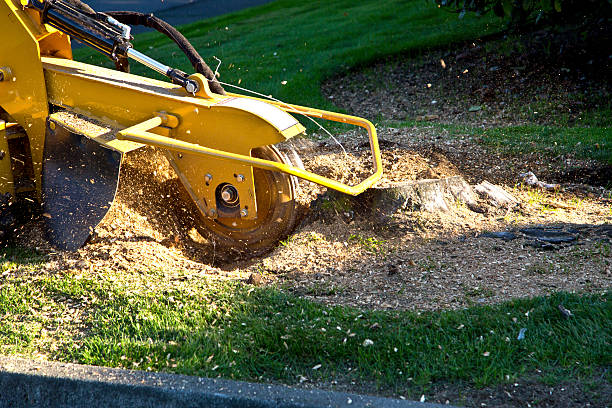 Best Tree Trimming and Pruning  in Dallas Center, IA